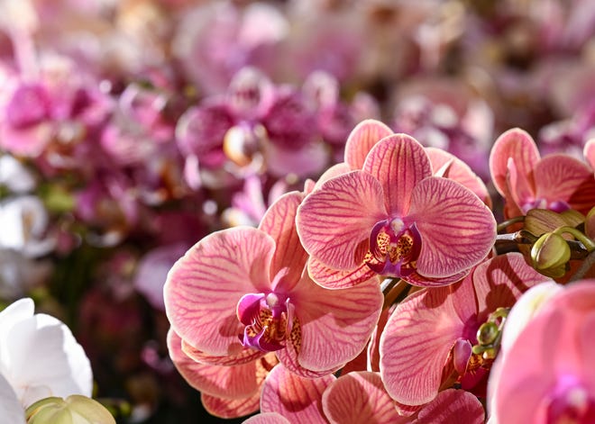 REPOTTING YOUR ORCHIDS: with Ridge Orchid Society, 10 a.m. to noon, July 2.