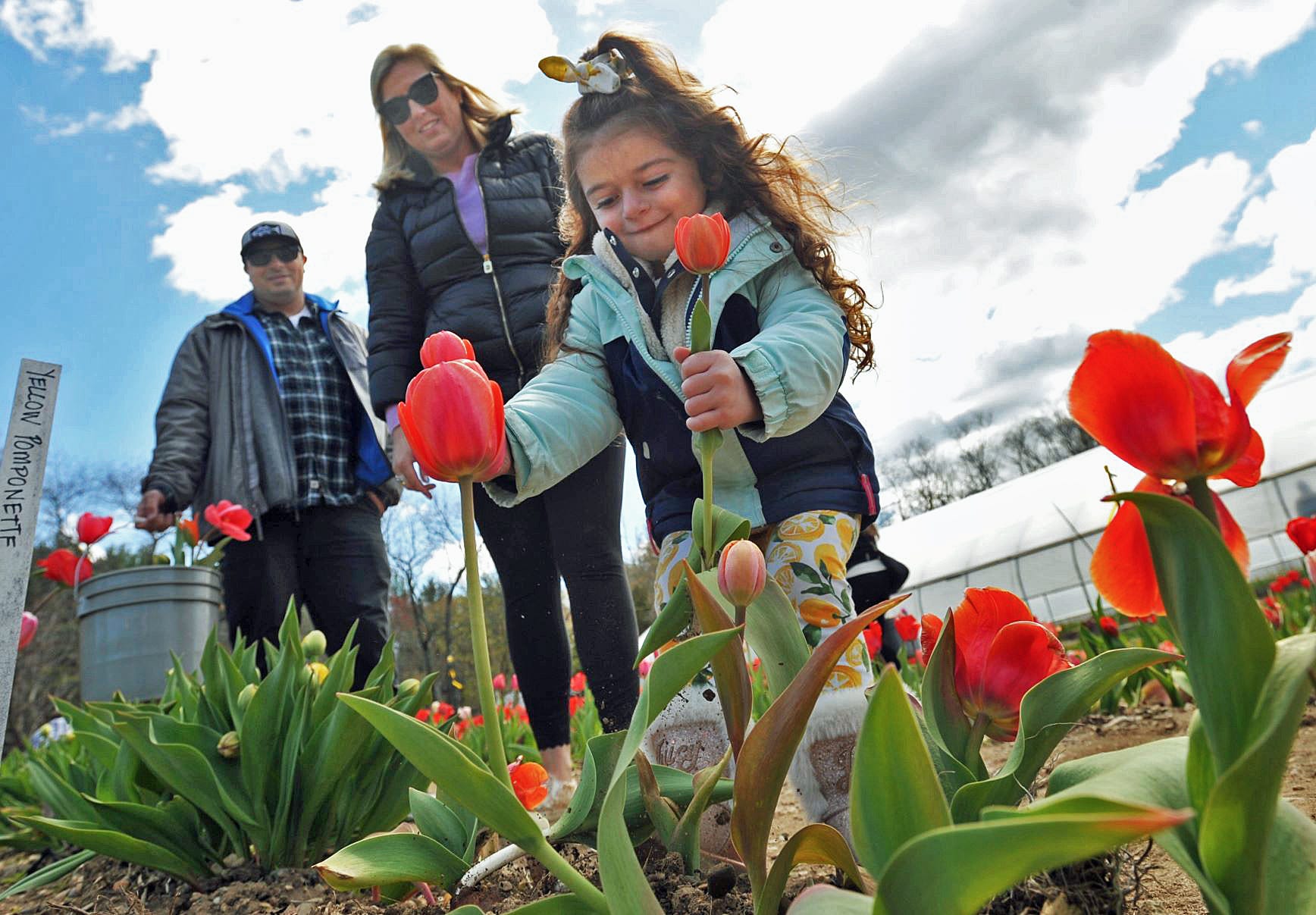 Pickyourown tulips at Cross Street Flower Farm in Norwell