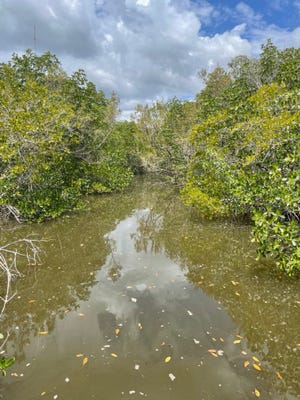 florida-mangrove