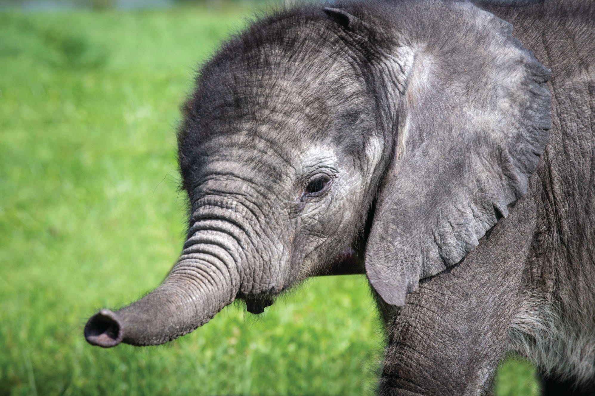 Baby elephant Tsuni lives now at the International Conservation Center, operating in Western Pennsylvania by the Pittsburgh Zoo and Aquarium. The ICC is not open to the public; at this point, it is caring for several elephants. This photo was taken by Paul A. Selvaggio.