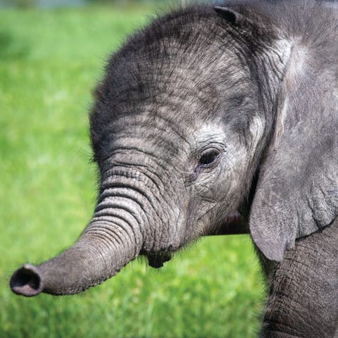 Baby elephant Tsuni lives now at the International