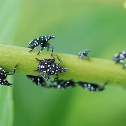 Spotted lanternflies in their nymph stage are seen