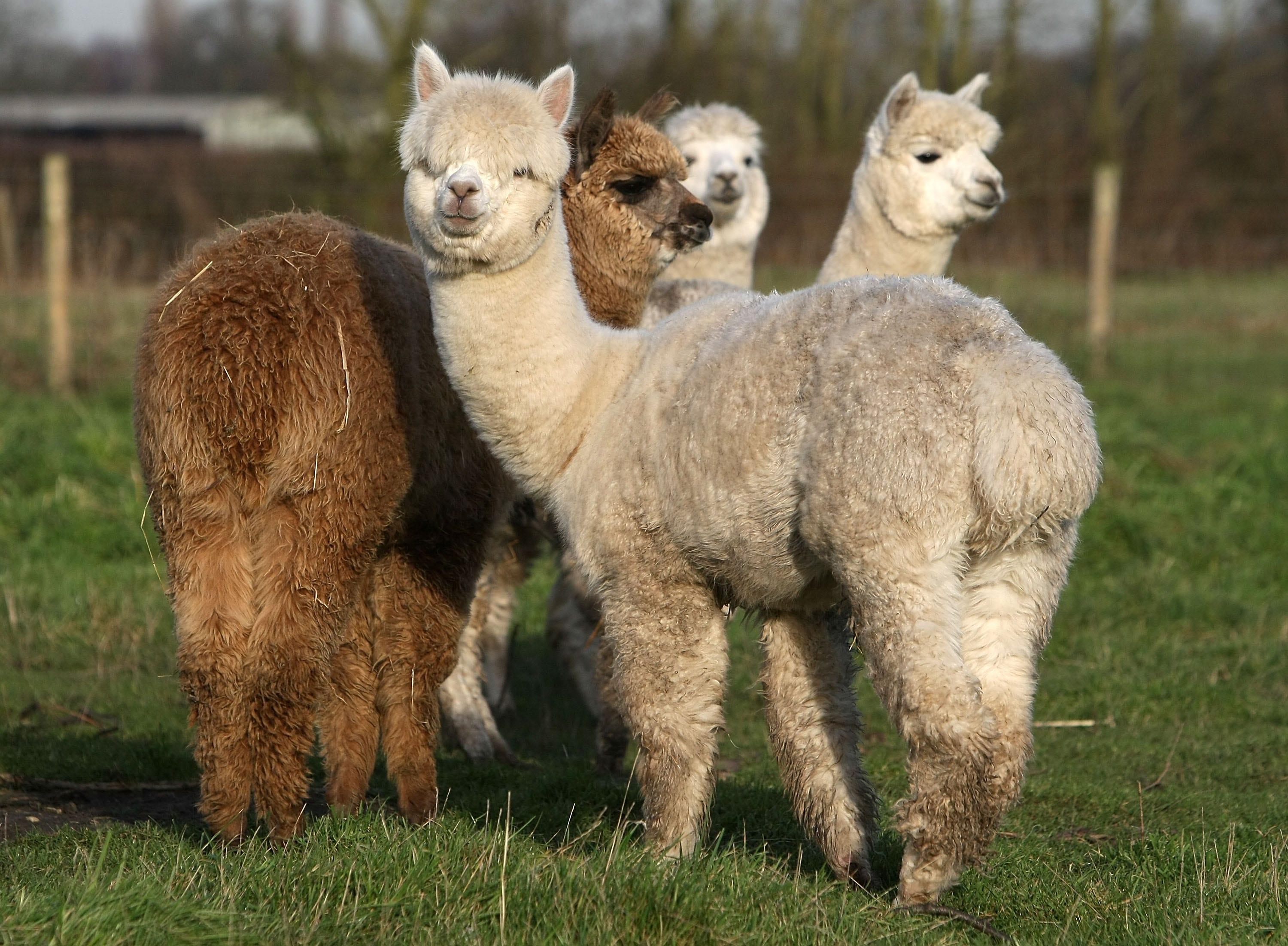 Guests will find cute alpacas out and about at 3 Palms Zoo in Townsend. Pictured are a few grazing on a field near the village of Pickmere, Knutsford, England on Dec. 12, 2007.