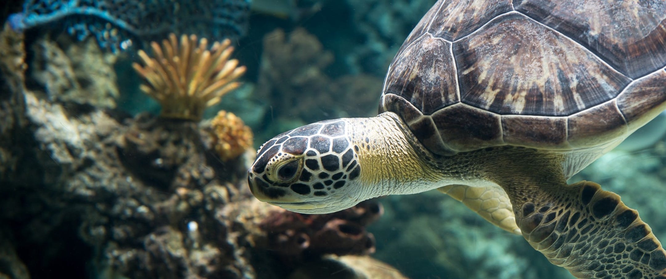 Zoos and aquariums are saving animals on the edge of extinction Zoos and aquariums are saving animals on the edge of extinction