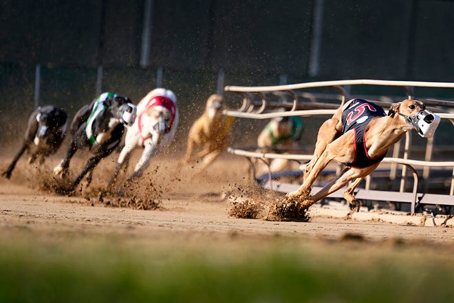 Greyhounds compete in a race at the Iowa Greyhound Park, Saturday, April 16, 2022, in Dubuque, Iowa.