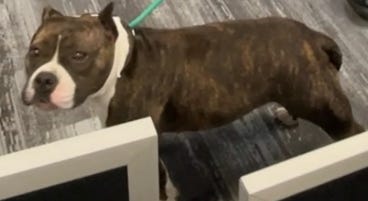 Marcus Chiddister, 22, of Fort Myers, is facing felony animal abuse charges in the alleged March 29 beating of a dog at a Fort Myers gas station. The female bulldog-mixed-breed canine involved, Sheeba, is now the focus of an ownership lawsuit filed Tuesday by Lee County Sheriff Carmine Marceno. A hearing on that ownership Tuesday was continued until May 12.