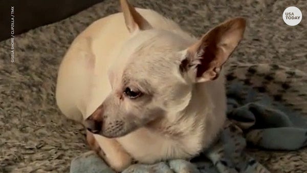 A 21-year-old chihuahua is now the world's oldest 