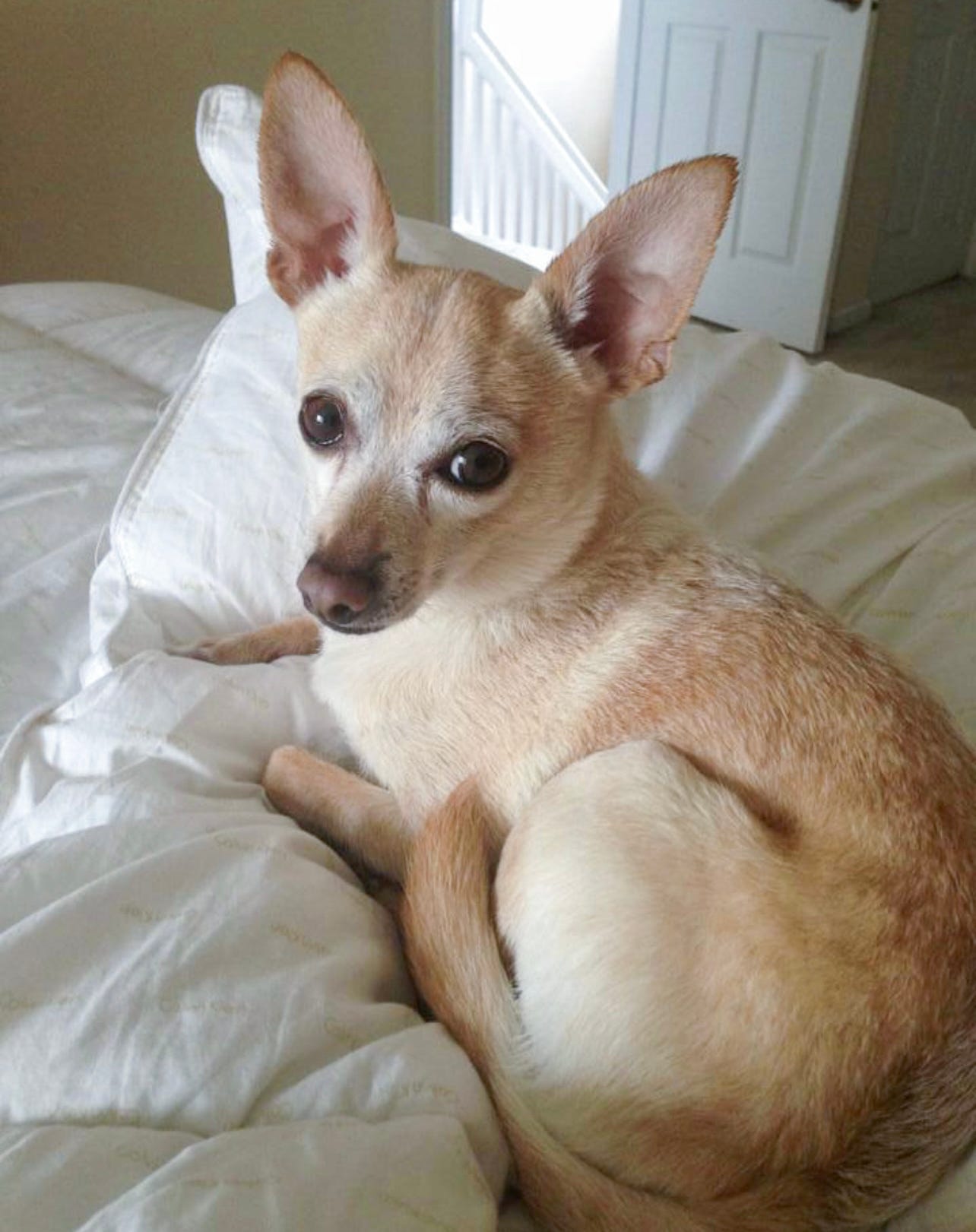 Chihuahua holds Guinness Record Oldest Living Dog, what's his secret?