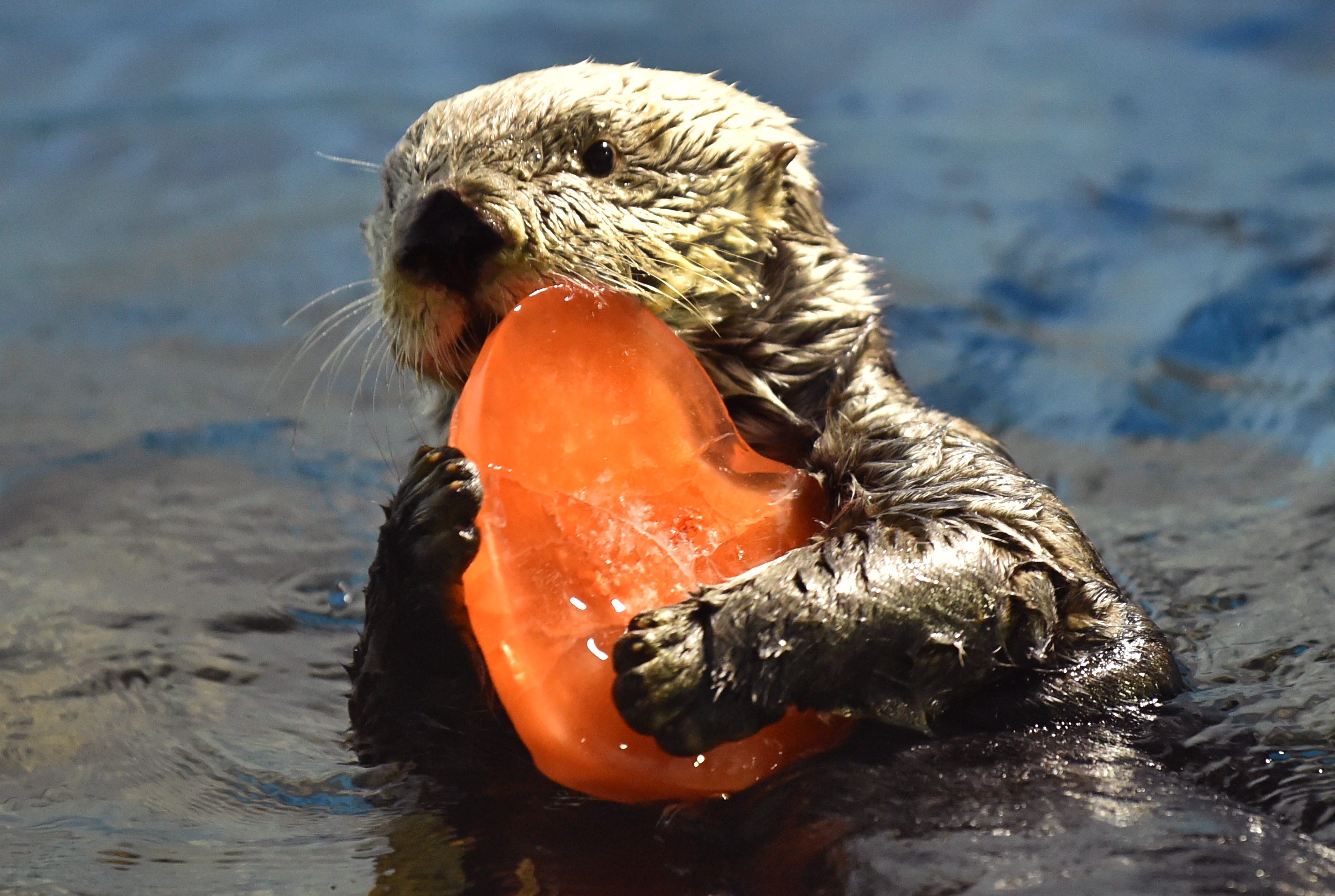 Visitors can swim with otters at Barn Hill Preserve of Delaware in Frankford. Sea otter 'Yutan' swims with a heart-shaped block of ice presented by his keeper at the Hakkeijima Sea Paradise amusement park in Yokohama on February 11, 2017.