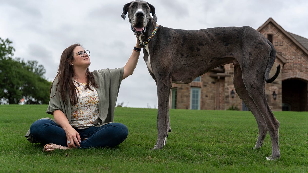 #World’s tallest dog, Zeus, dies at age 3 after post-surgical issues