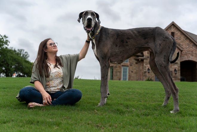 What is the biggest dog in the world? Meet the world’s largest pooch.