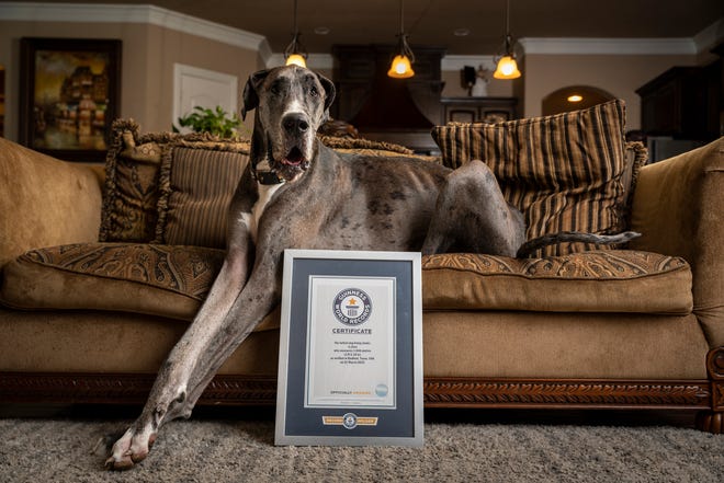 Guinness World Records honors Zeus the Great Dane