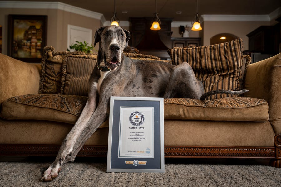 Zeus was confirmed as the tallest dog living by Guinness World Records.