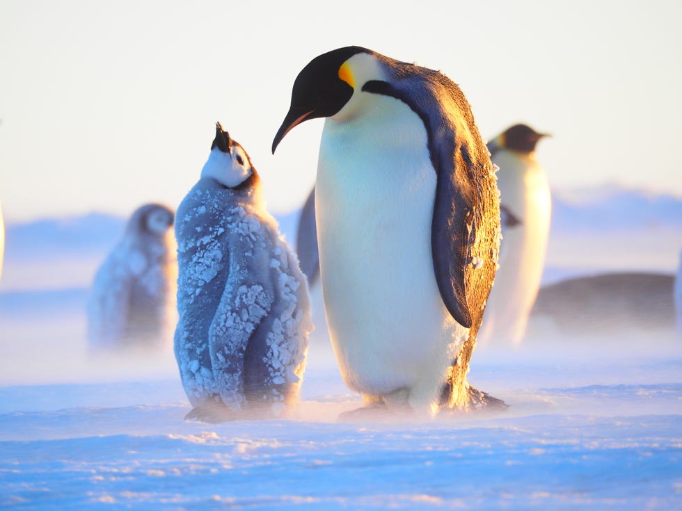 Robot w kolonii pingwinów cesarskich na Antarktydzie monitoruje zmiany klimatyczne
