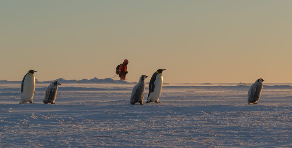 Słońce zachodzi nad kolonią pingwinów cesarskich w zatoce Atca podczas burzy śnieżnej na Antarktydzie.