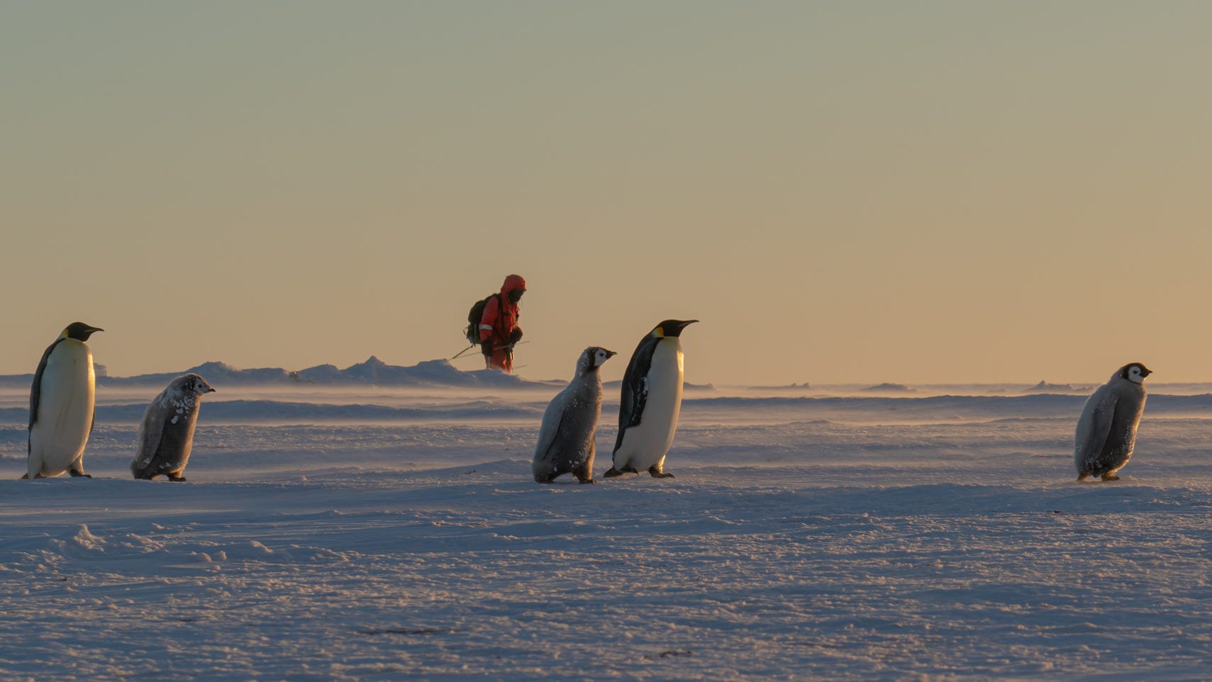 Robot among Antarctica emperor penguin colony monitors climate change - USA TODAY