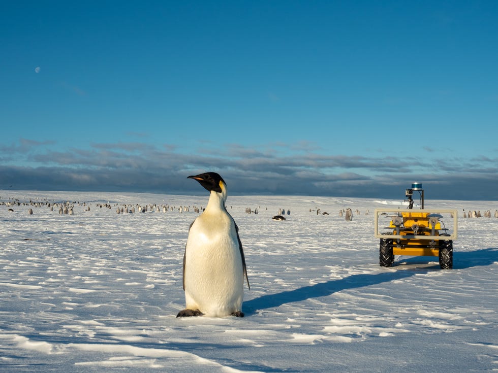 ECHO-Rover regresa lentamente de la colonia de pingüinos emperador en Atka Bay a Dronning Maud Land, en la Antártida.