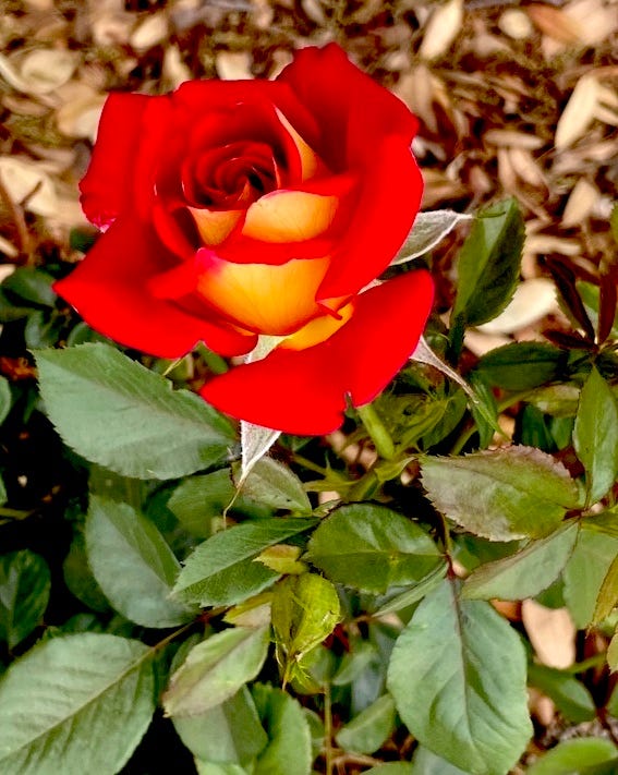 Gardening For You Ketchup And Mustard For The Garden Gardening For You Ketchup And Mustard For The Garden