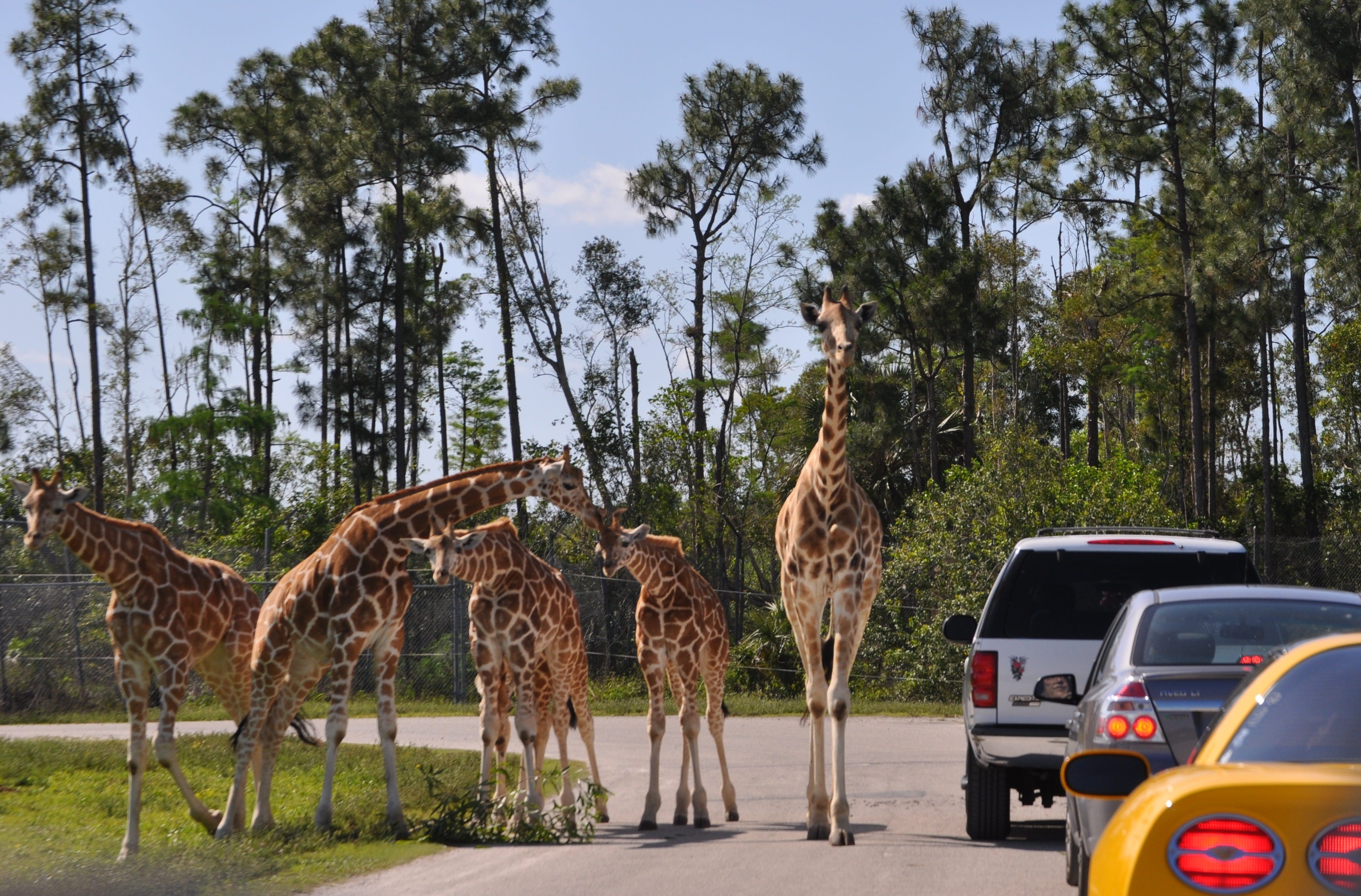 Florida's Lion Country Safari named one of nation's Top 5 safari parks
