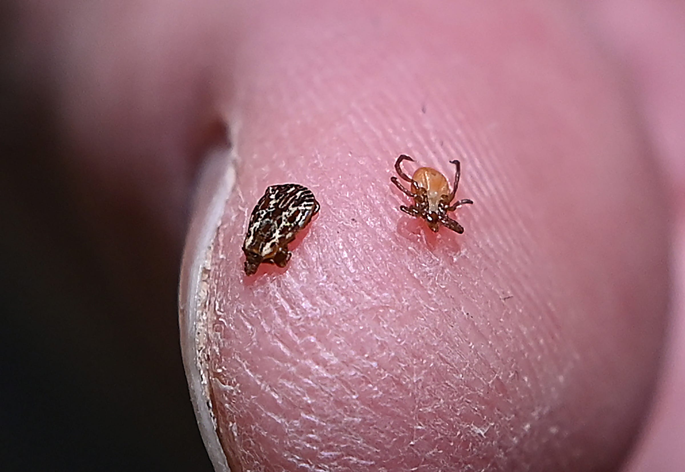 Kutu dan penyakit Lyme menyebar di Michigan.  Inilah alasannya