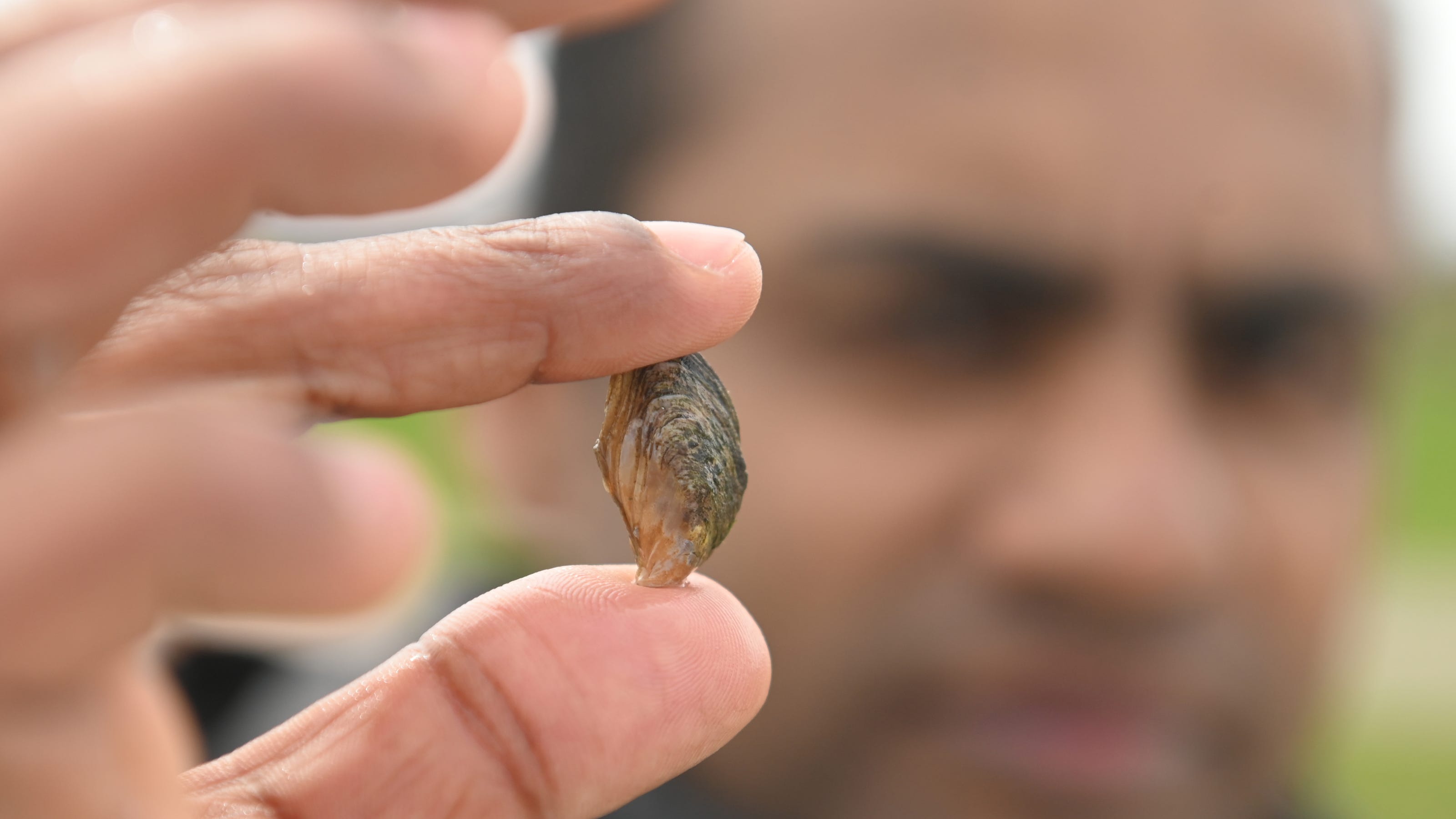 Great Lakes face new threat from invasive quagga mussels - Detroit News