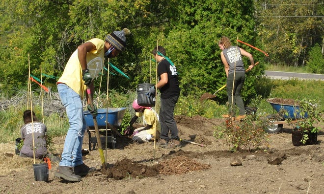 Members of Cream City Conservation of Milwaukee plant trees in The Cove Preserve at Crossroads at Big Creek in Sturgeon Bay.  August Marie Ball, founder of Cream City Conservation, will be one of the teachers at the newly founded Land Restoration School at Crossroads.