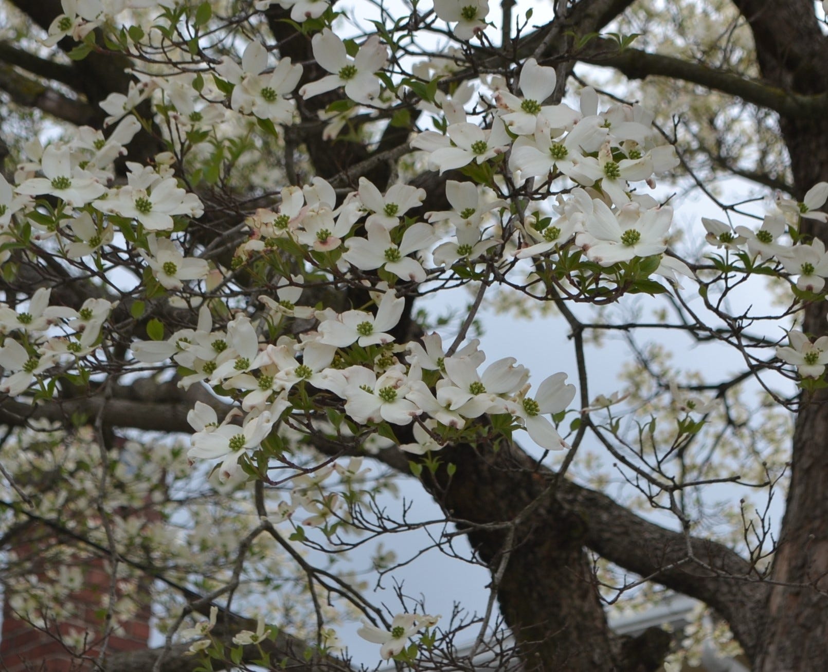 what is killing my dogwood tree