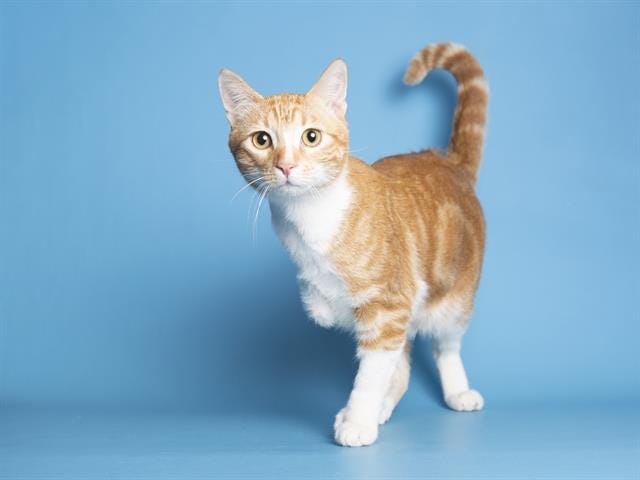 Interested adopters can view available pets, like Mr. Thumbs, and schedule an appointment online at azhumane.org/adopt.