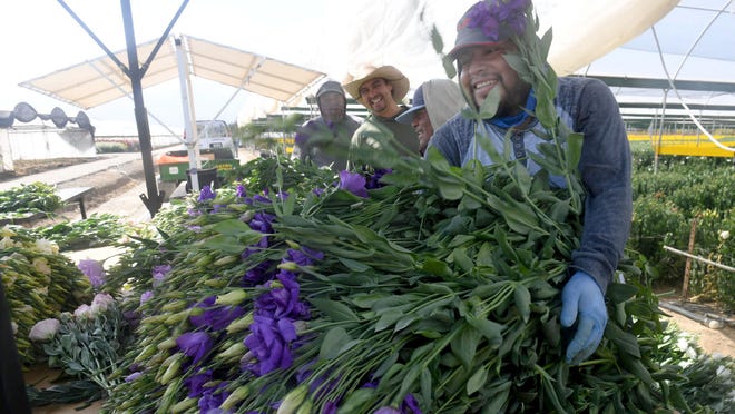 Ventura County’s Joseph & Sons flower farm busy for Mother’s Day