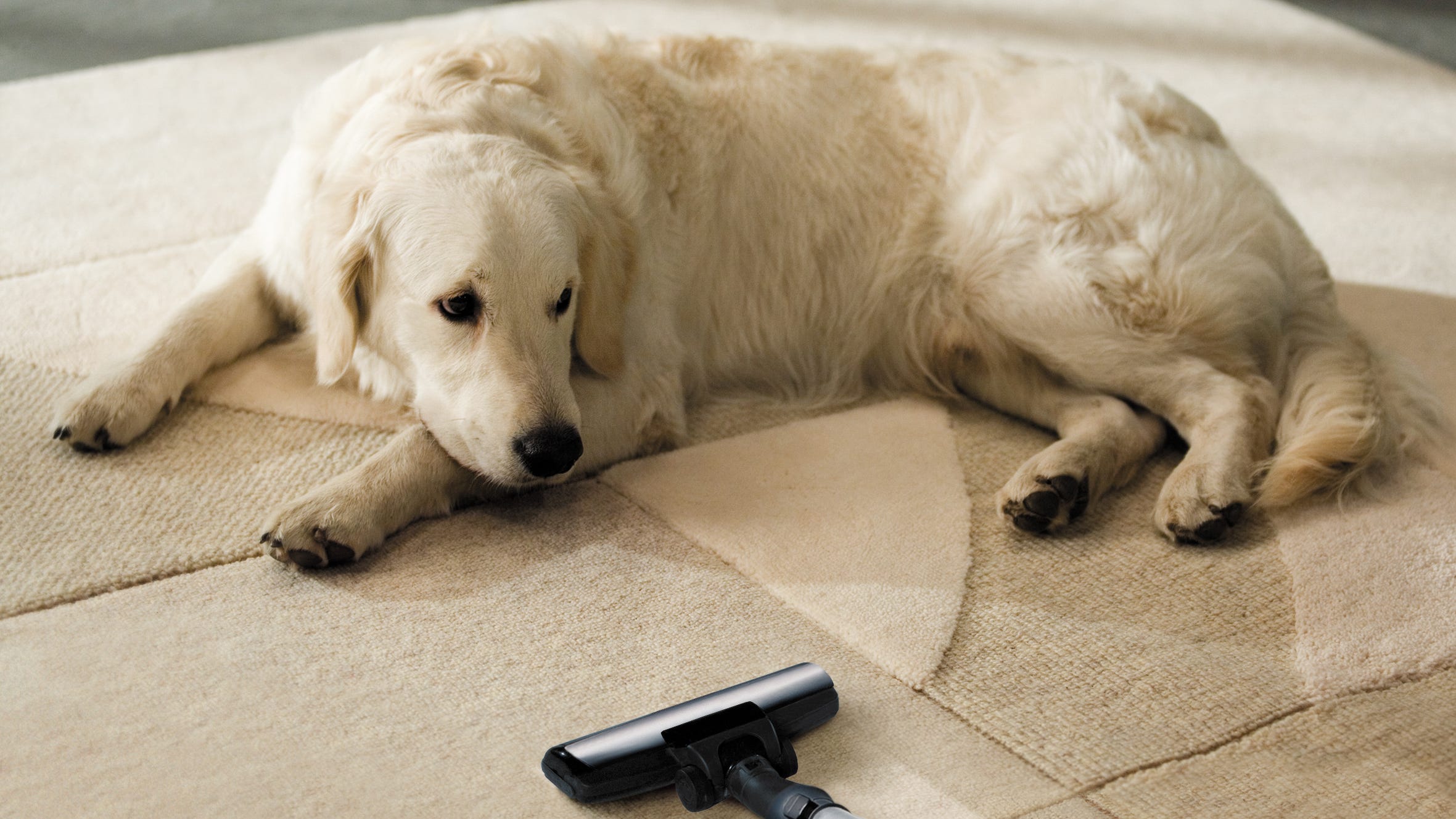Pet cleaning. Животные на ковре. Собака на ковре. Шерсть от животных на ковре. Для чистки ковров от шерсти животных.