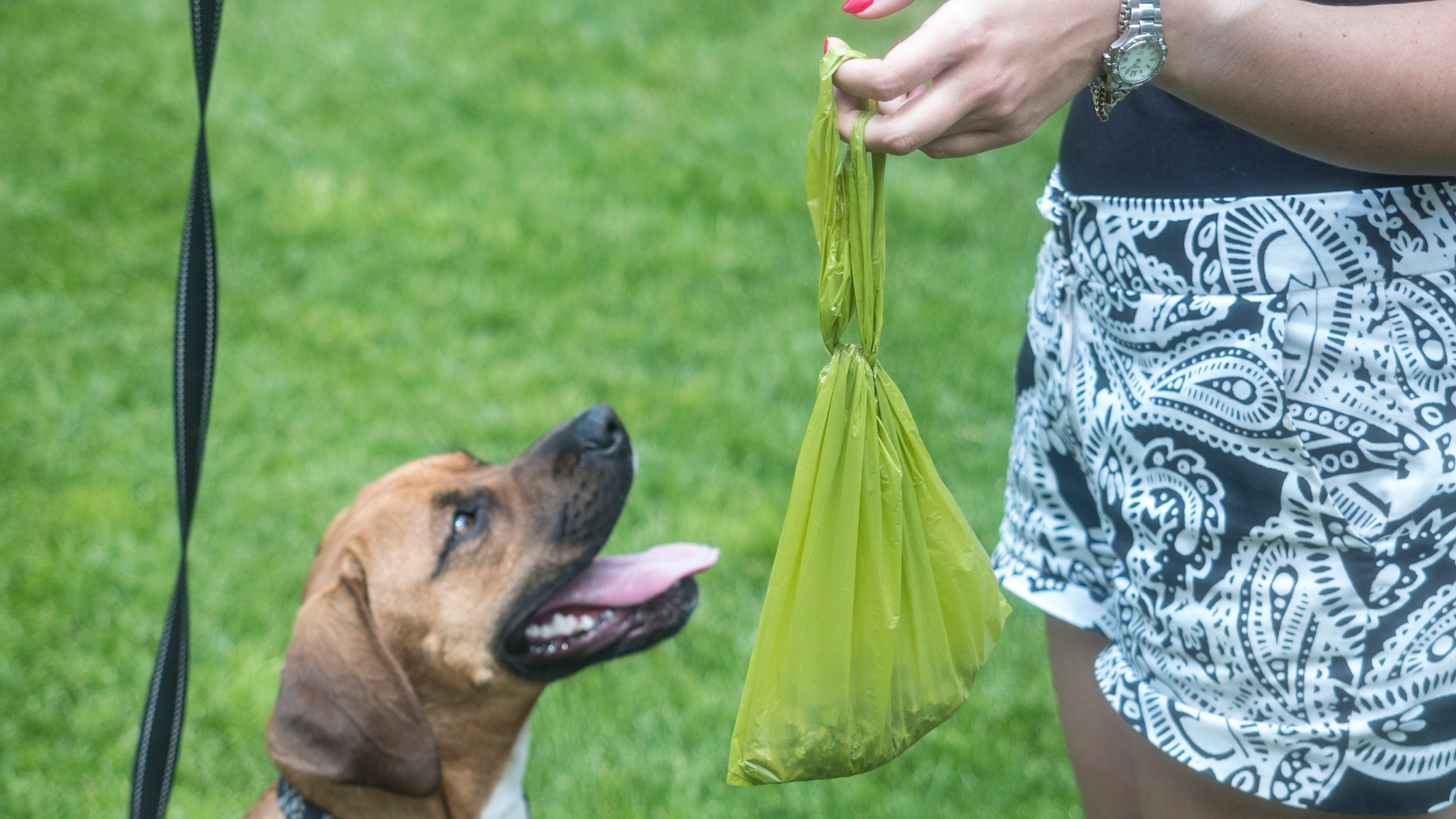 how to keep a dog from rolling in poop