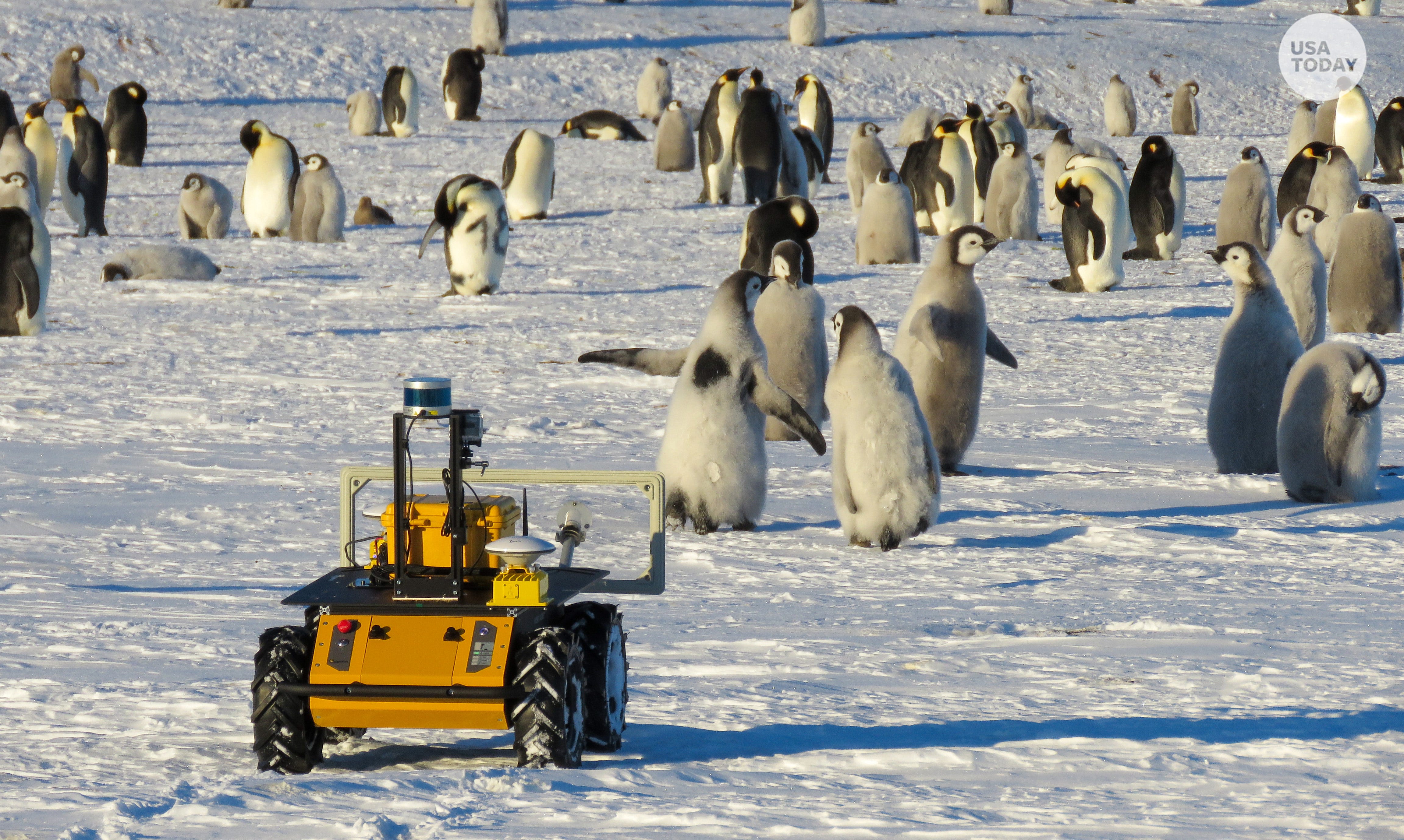 Robot joins emperor penguin waddle in Antarctica, helps scientists capture data thumbnail