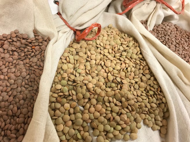 Different classes of lentils harvested in the Eastern Agricultural Research Center at Montana State University. Lentils serve as a vital source of nutrients for humans, and more than 60% of global lentil exports originated in the northern Great Plains in the United States and Canada.