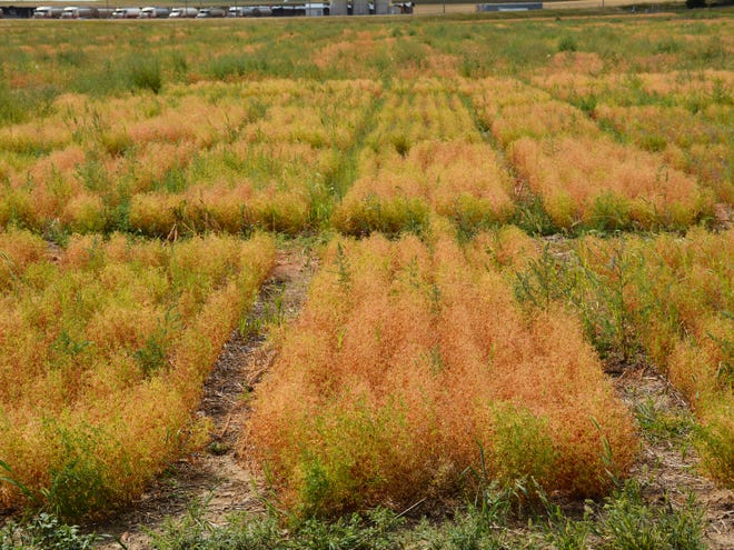Lentil cultivar evaluation plots in the Eastern Agricultural Research Center at Montana State University in Sidney, Montana. The study was conducted at five test sites spread across the state. The locations had different soil and weather conditions, and the researchers evaluated four varieties of lentils at each study site.