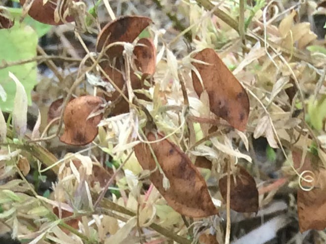 A close-up view of lentil pods. Lentils provide a host of nutrients, including minerals such as zinc, iron, and selenium.