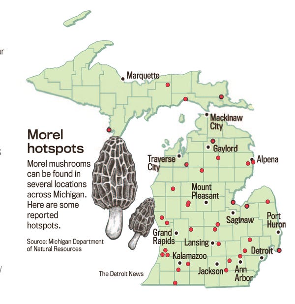 Morel mushrooms in Michigan Where to find them, how to spot them