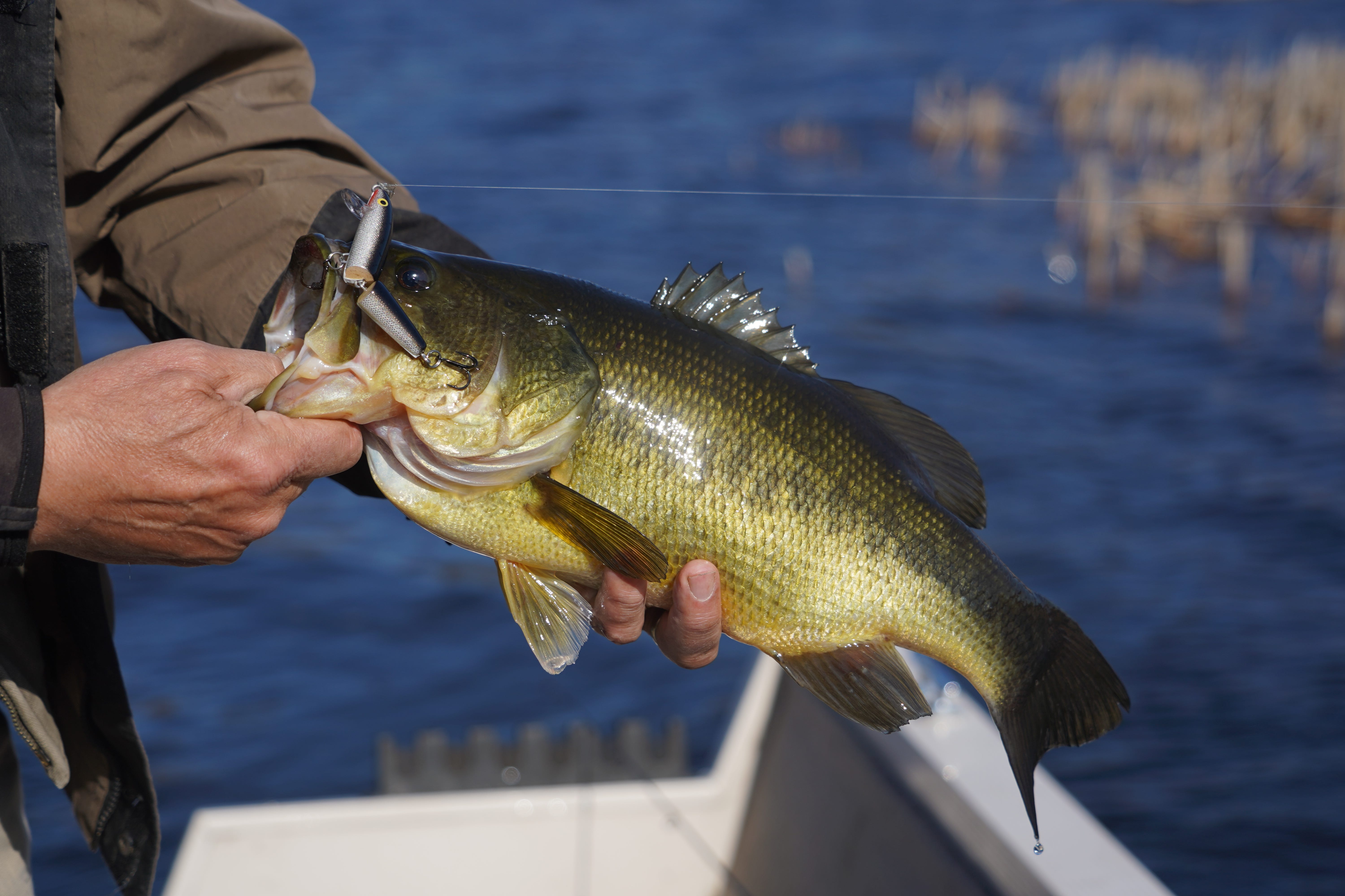 When Do Wisconsin Fishing License Expire - 41vh4vy