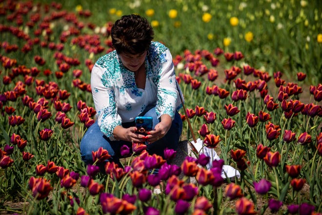 Visitors kneel for photos of tulips in full bloom during the Dutch Tulip Time Festival at Windmill Island Gardens on Monday, May 9, 2022.