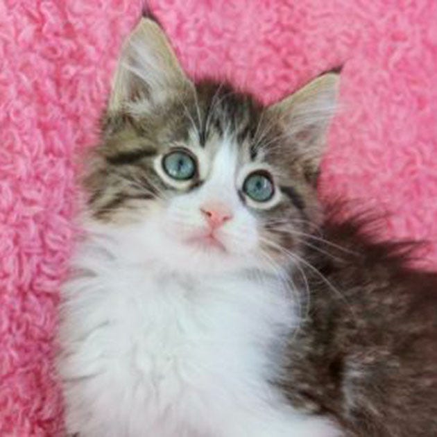 Take Me Home: Adopt young female Maine Coon mix from Wags & Whiskers