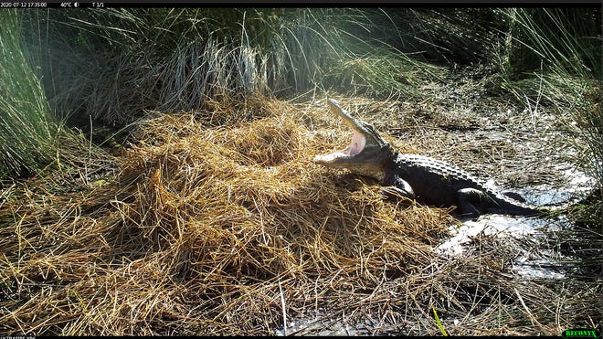 A mother alligator will protect the nest from any intruder that might disturb her eggs. [Photo courtesy Thomas Rainwater]