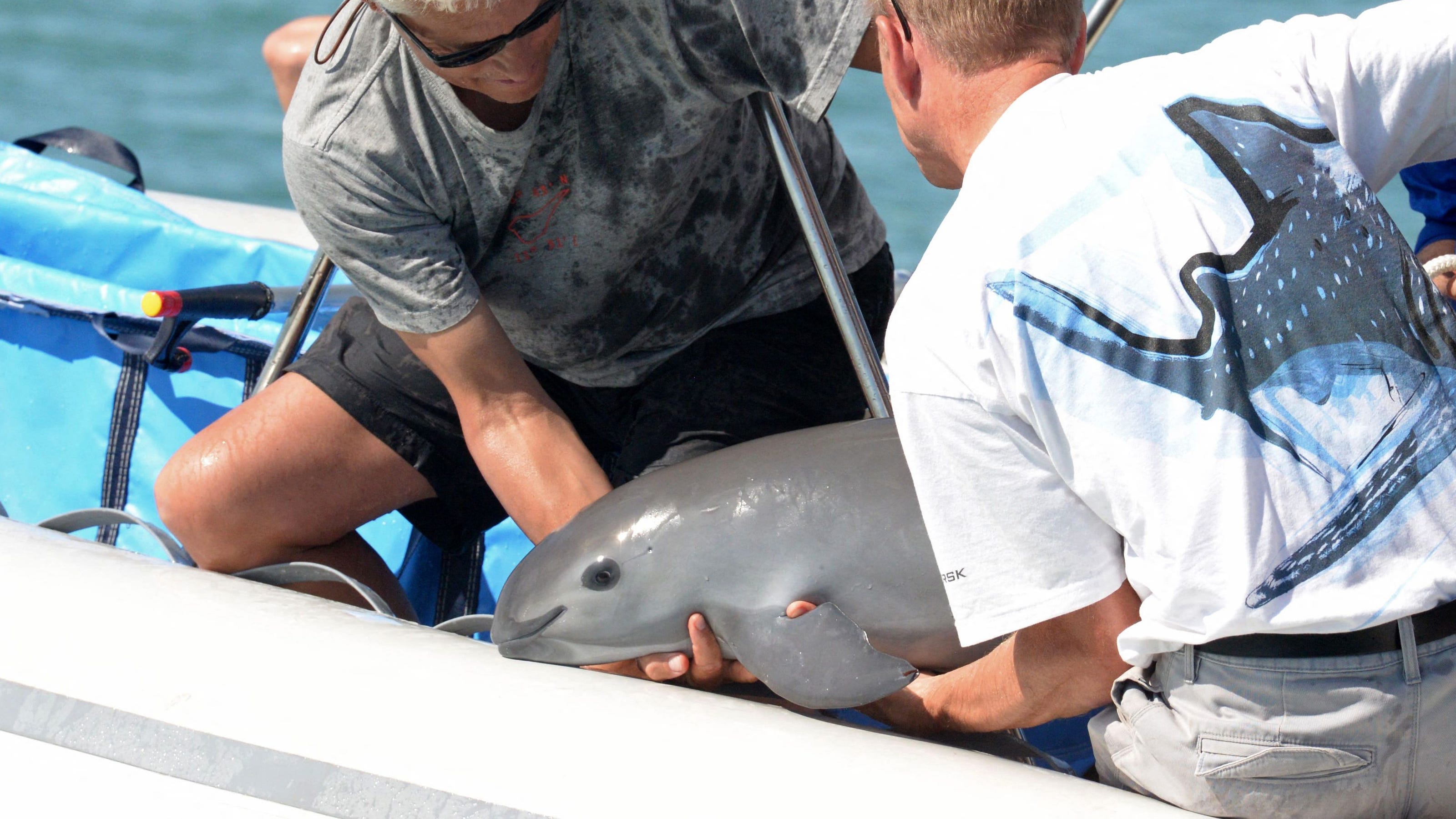 Vaquita porpoise population drops to a population of 10
