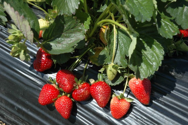 A bed of 25 strawberry plants can yield enough berries for a family.