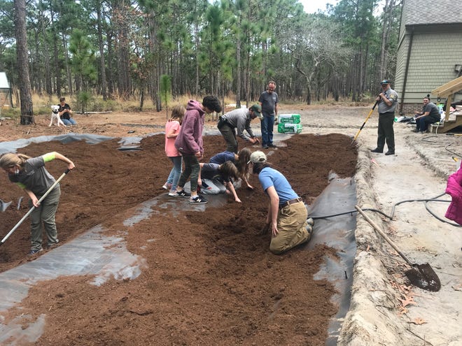An Extension Master Gardener Volunteer Association grant funded plants for the Carnivorous Plant Bog at Carolina Beach State Park, supported by Island Wildlife.