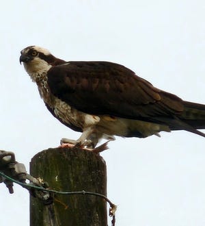 Ready for lunch. An osprey clutches its catch while resting atop a pole in Estral Beach.
