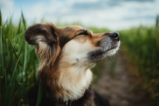 A summer haircut for humans might make sense, but not necessarily for your dog. And in some cases, you may expose a dog's sensitive skin to too much sunlight.