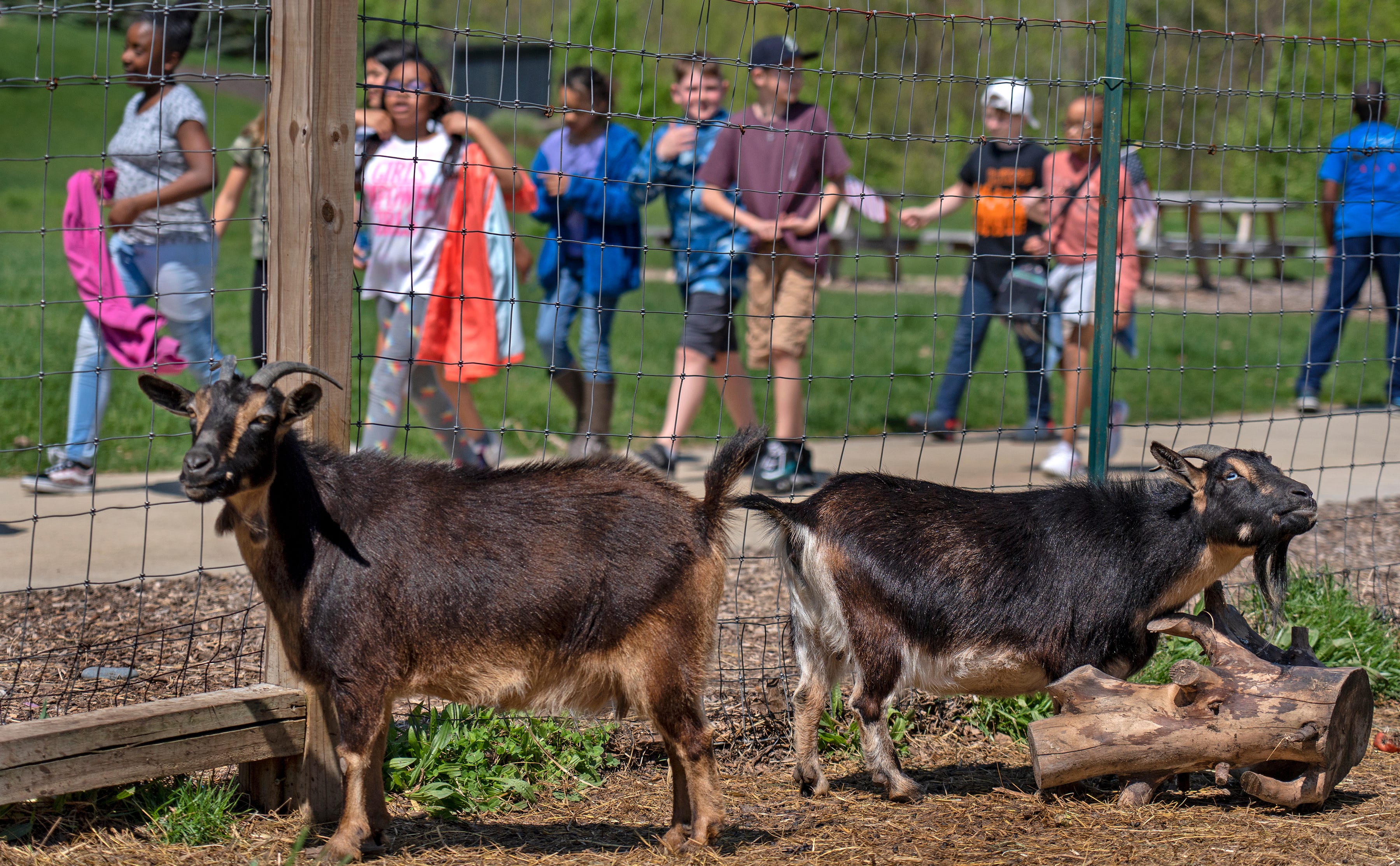 Riverside Intermediate Students Make Improvements To Goat Enclosure