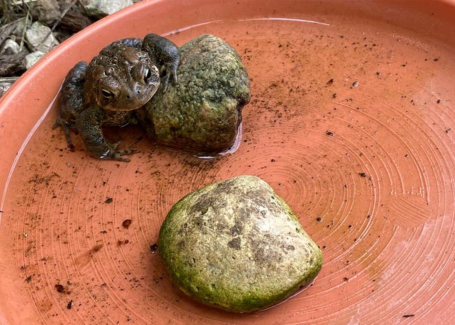 Fill a shallow saucer with chlorine-free water and place rocks in and around the water to attract toads to your landscape.