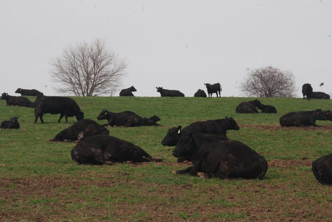 Marda Angus has 220 head of purebred Angus cows on their farm near Lodi. Once the calving is complete, these cows and calves are moved to various grasslands near the farm. State officials celebrated May Beef Month at the farm May 5.