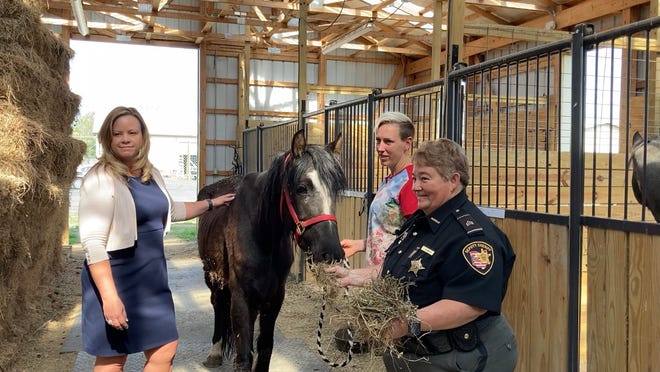 Ashland County Humane Society volunteer Tiffany Meyer (left to right) Ashland County-West Holmes Career Center instructor Anne Leidigh and county Sheriff's Sgt. Cindy Benner stand with one of the malnourished horses seized from a Vermillion Township residence.