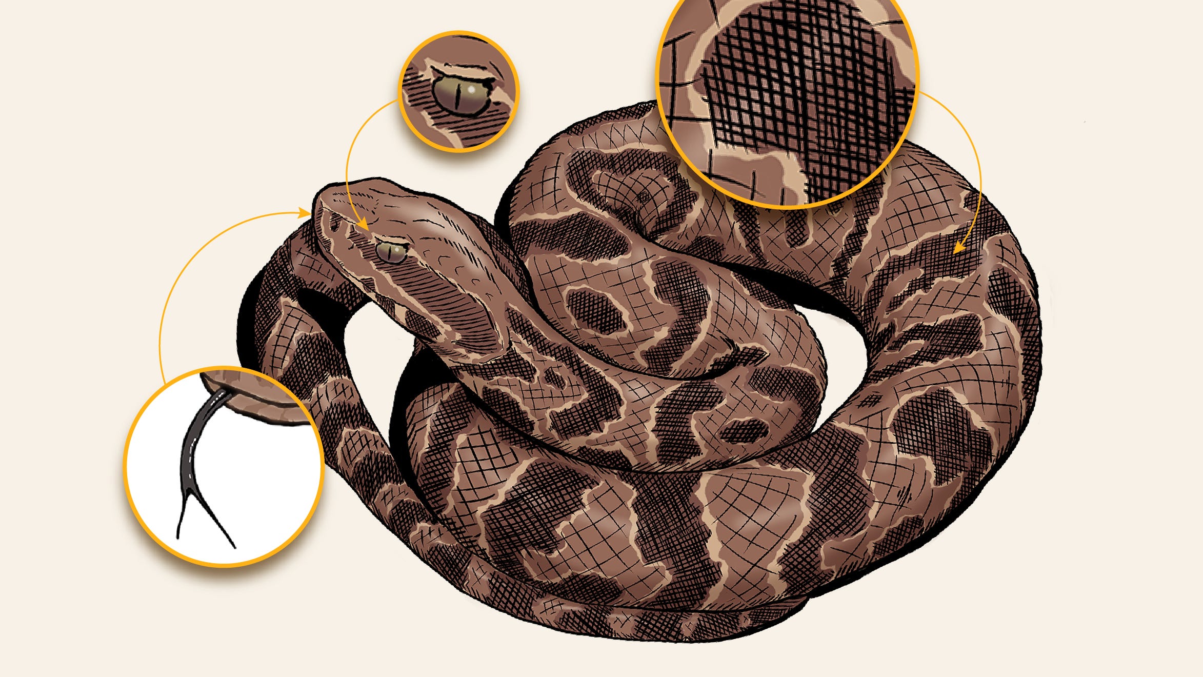 What is the most venomous snake in the world? Meet the inland taipan What is the most venomous snake in the world? Meet the inland taipan